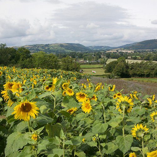 Porth Farm