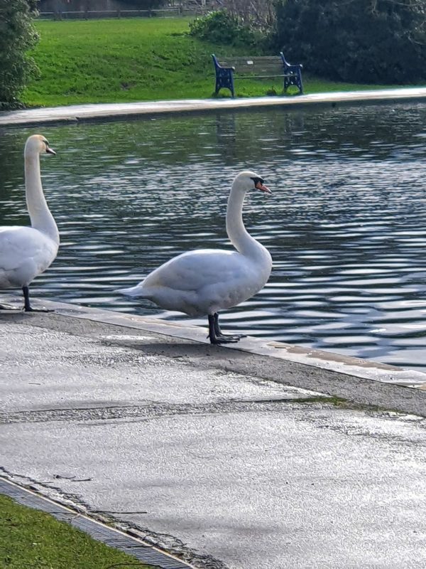 Portishead Lake Grounds