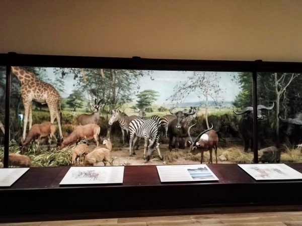 Powell-Cotton Museum