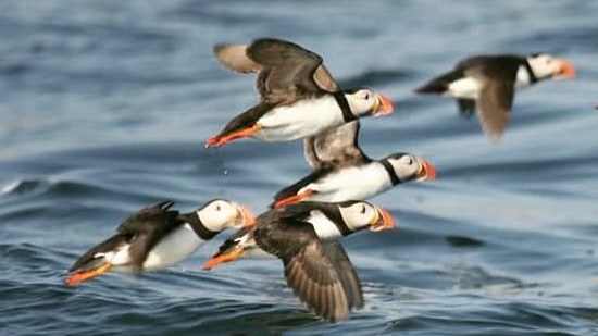 Puffin Cruises