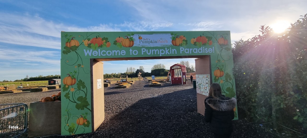 Pumpkin Picking at Bell's Pumpkin Patch