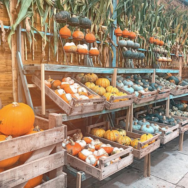 Pumpkin Picking at Bell's Pumpkin Patch