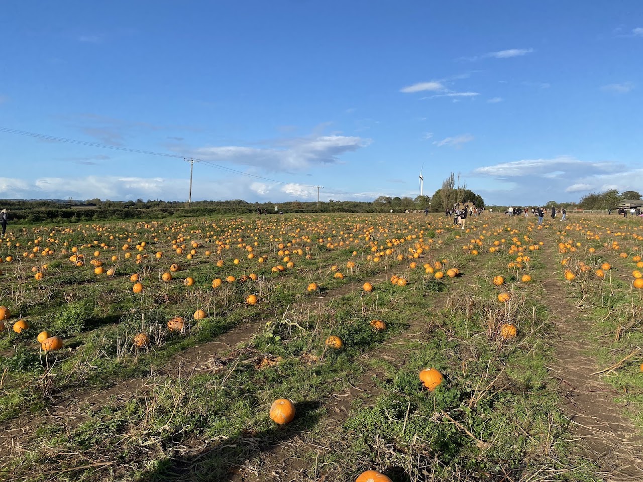 Pumpkin Picking at Heather Cattows PYO Fruit Farm