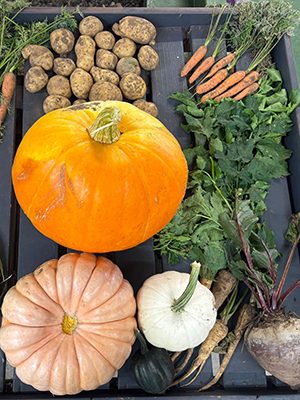 Pumpkin Picking at Lower Drayton Farm