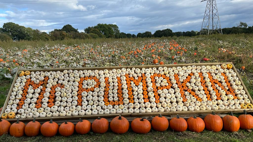Pumpkin picking at Mr Pumpkin