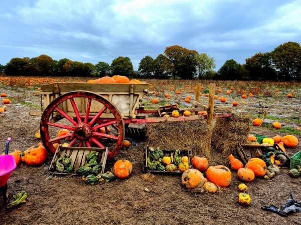 Pumpkin picking at Mr Pumpkin