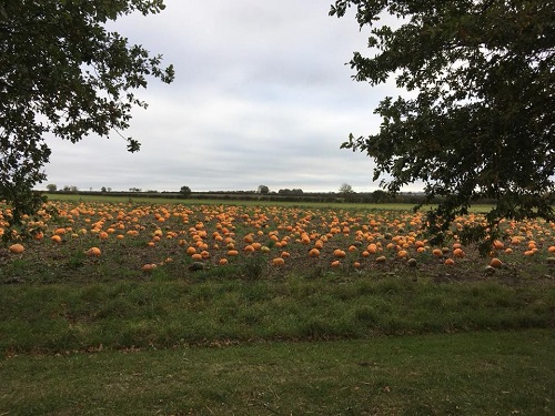 Pumpkin Picking at Redhouse Farm