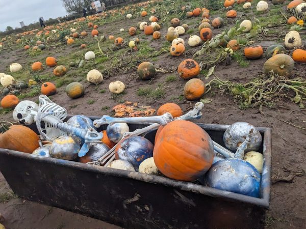 Pumpkin Picking at Sandy Bottom Farm