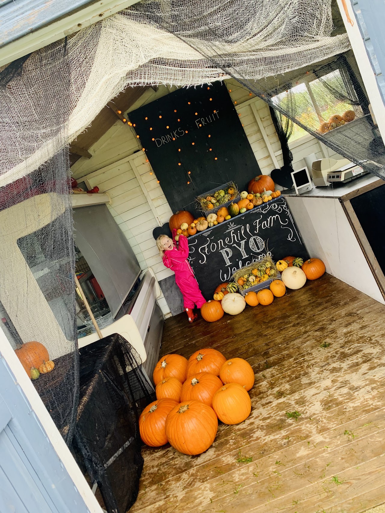 Pumpkin Picking at Stonehill Farm