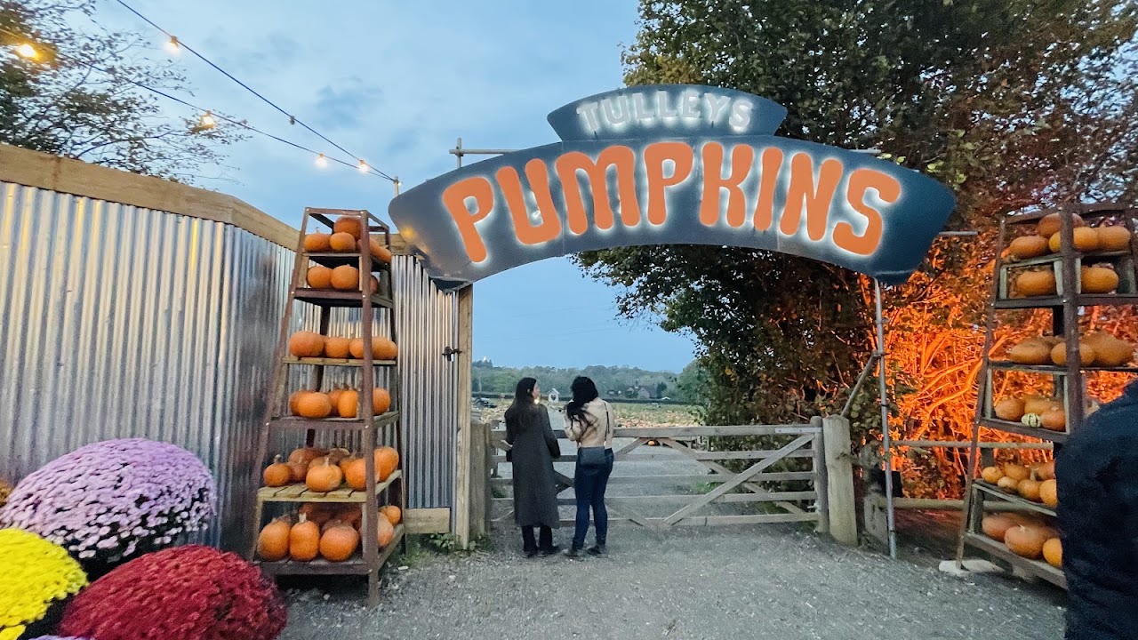 Pumpkin Picking at Tulleys Farm
