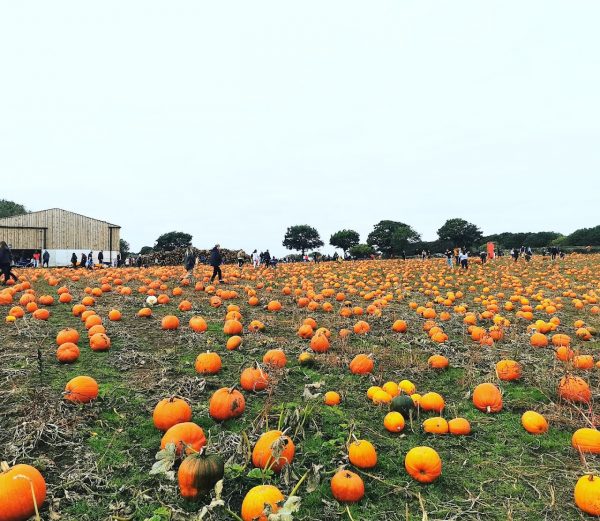 Pumpkin Picking at Village Pumpkins