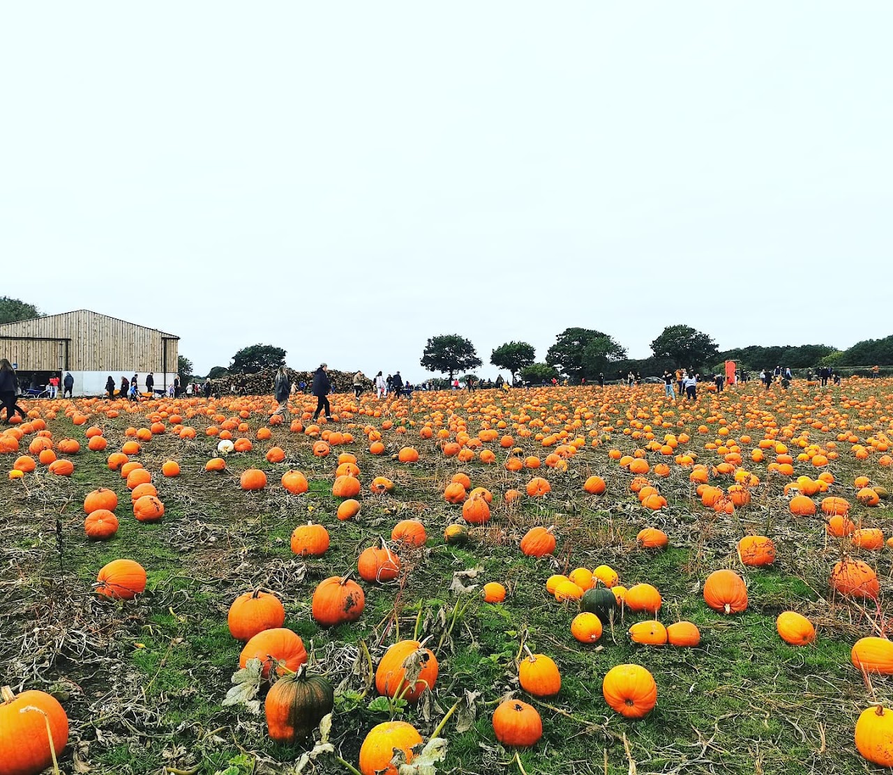 Pumpkin Picking at Village Pumpkins