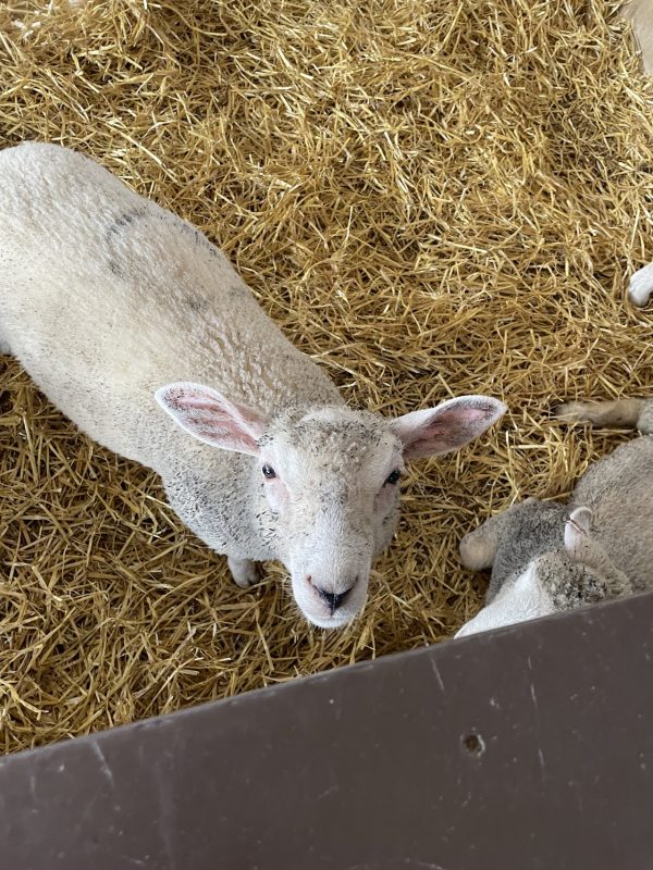 Putlake Adventure Farm