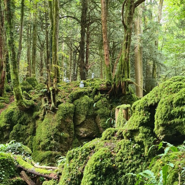 Puzzlewood