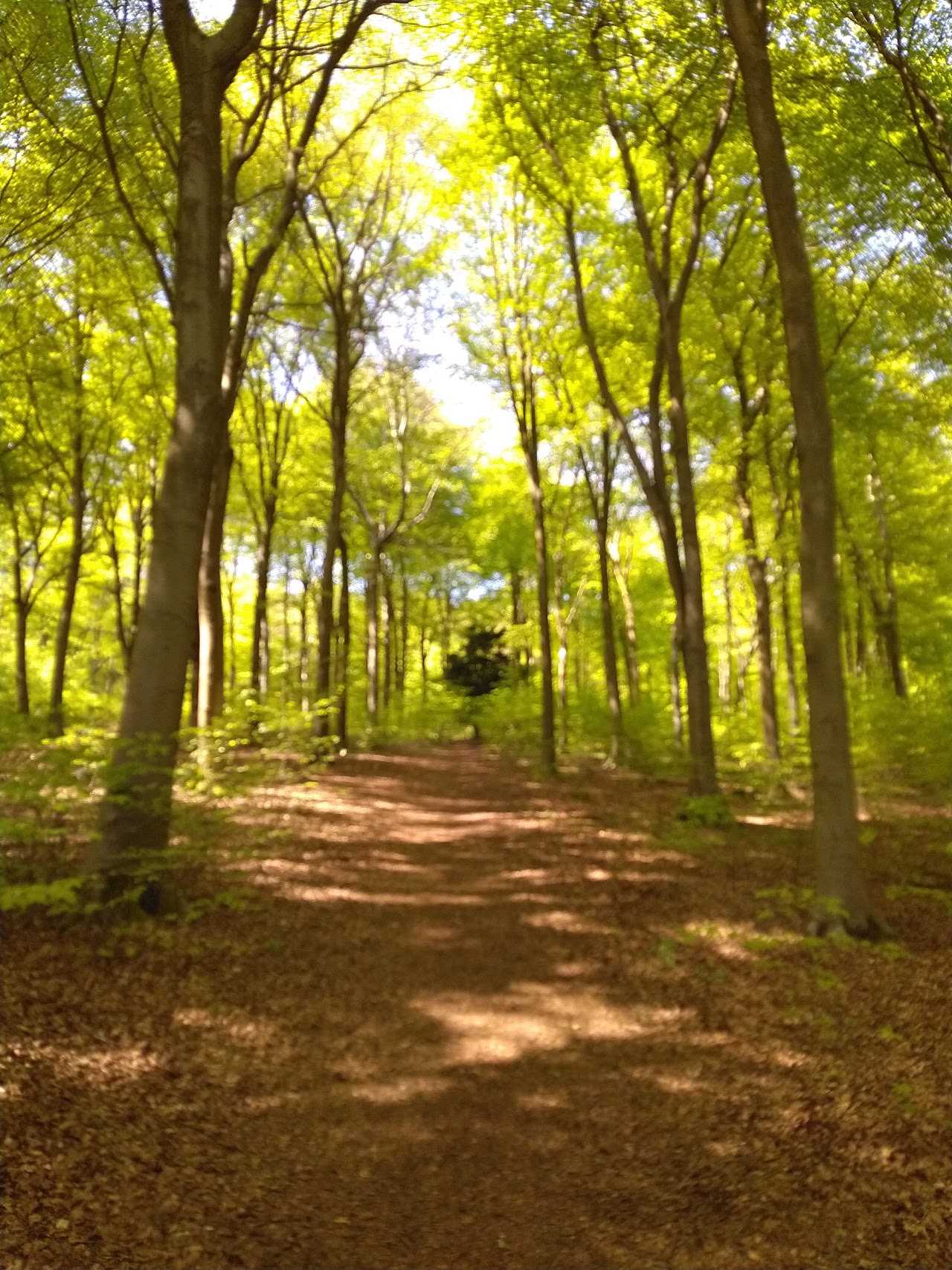 Queen Elizabeth Country Park