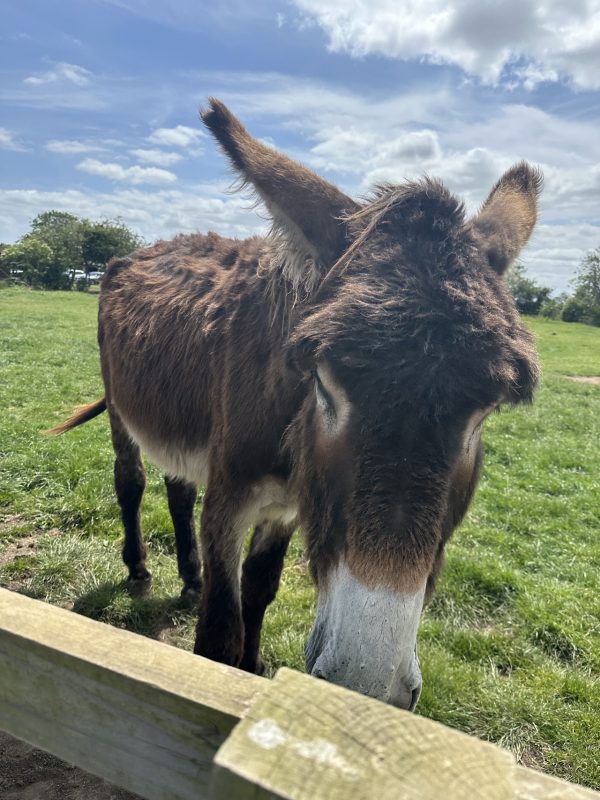 Radcliffe Donkey Sanctuary