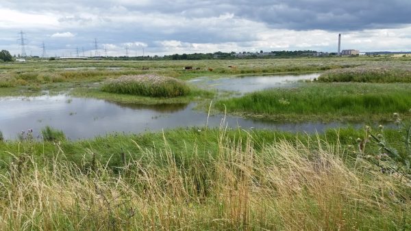 Rainham Marshes