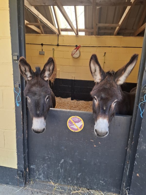 Rare Breeds Centre