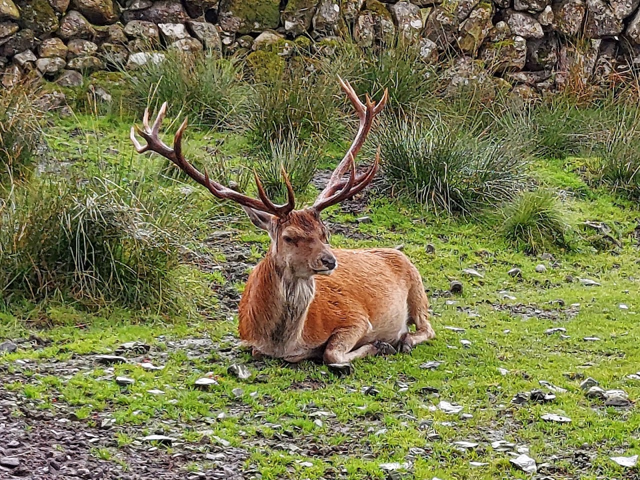 Red Deer Range Trail