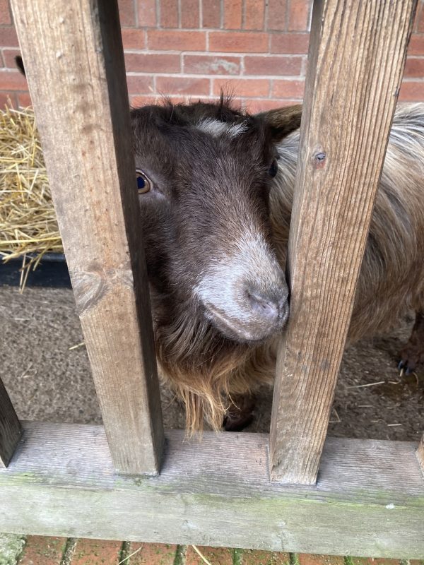 Rice Lane City Farm