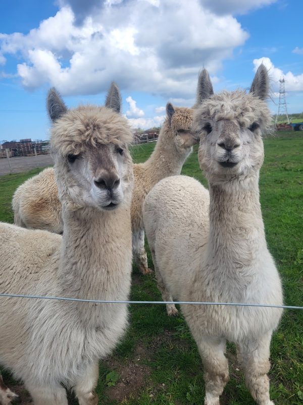 Ridgeway Farm Blackpool