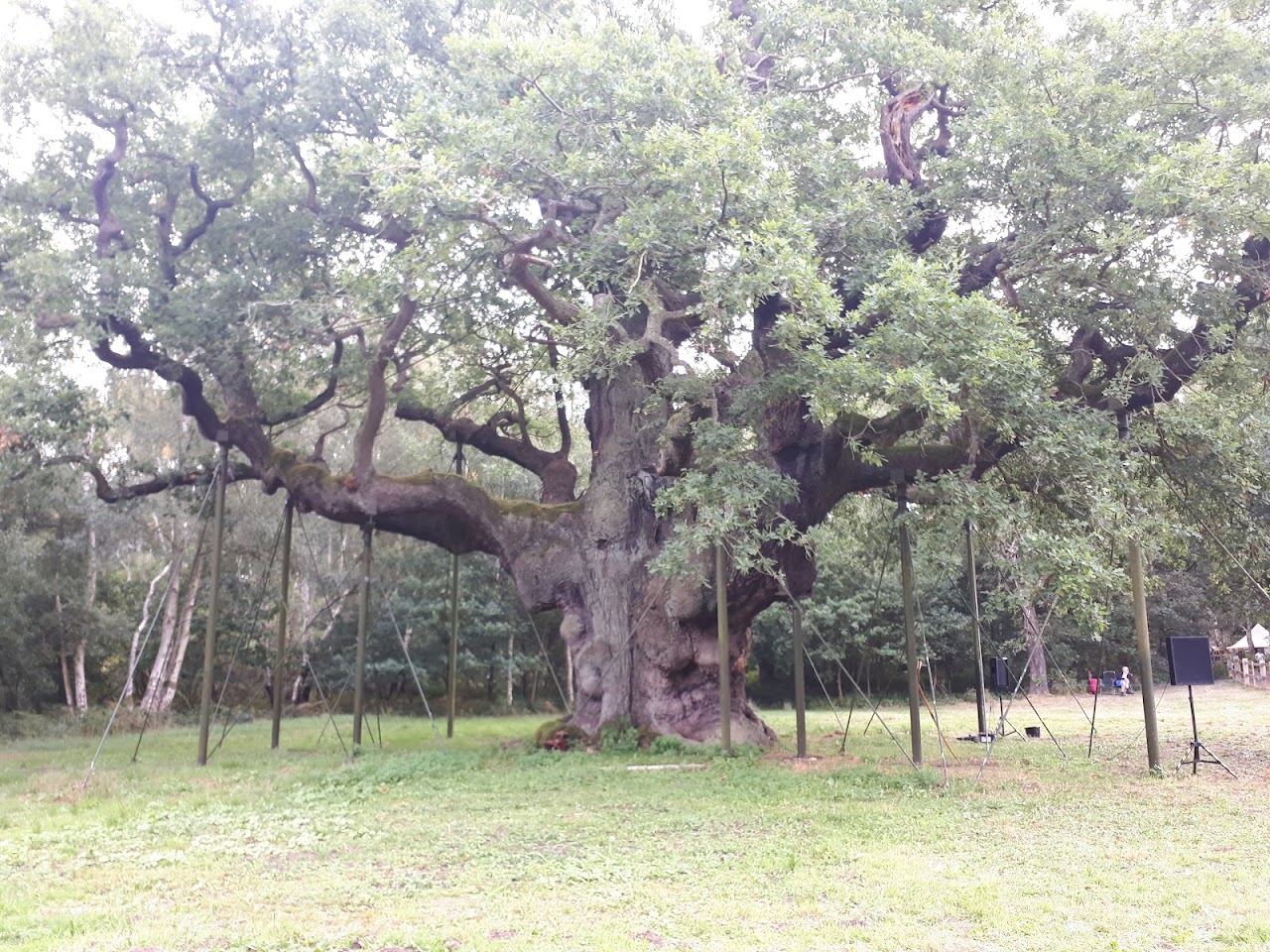 Robin Hoods Major Oak Treasure Trail