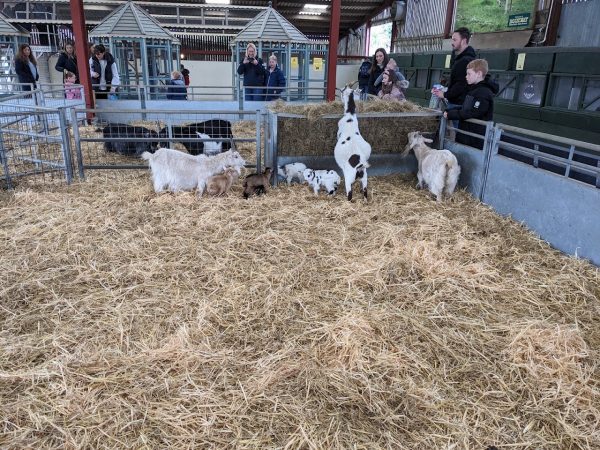 Rookery Open Farm