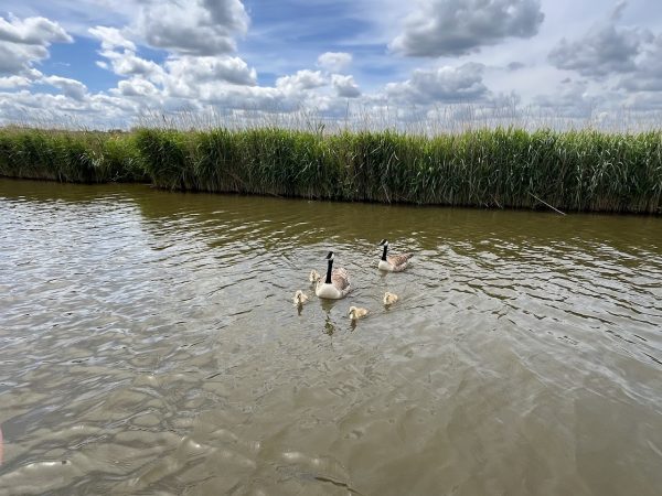 Ross' Wildlife Boat Trips