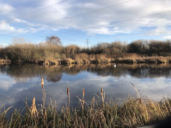 RSPB Fairburn Ings
