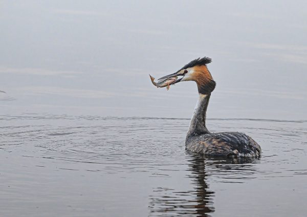 RSPB Lochwinnoch Nature Reserve