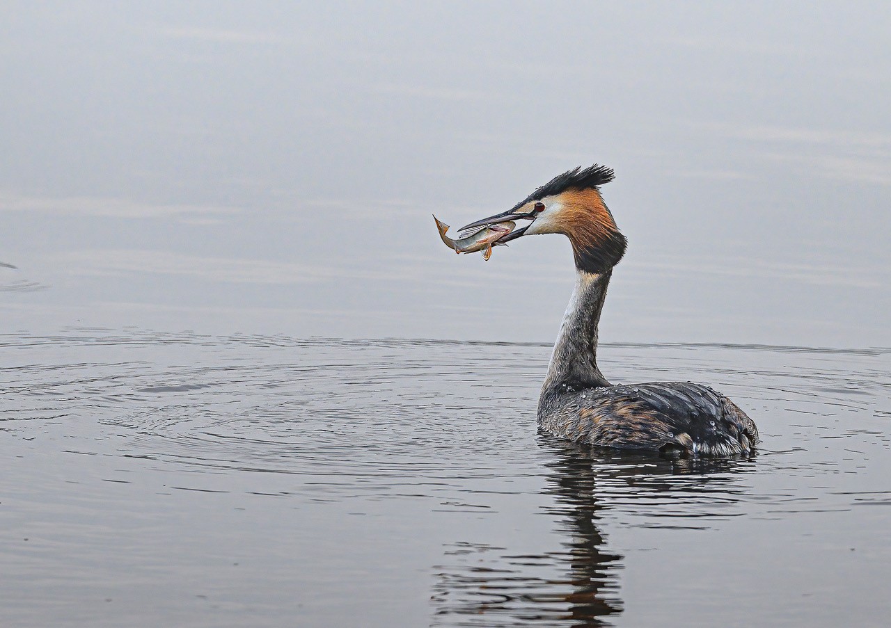 RSPB Lochwinnoch Nature Reserve