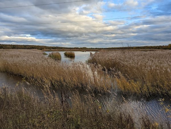 RSPB Old Moor