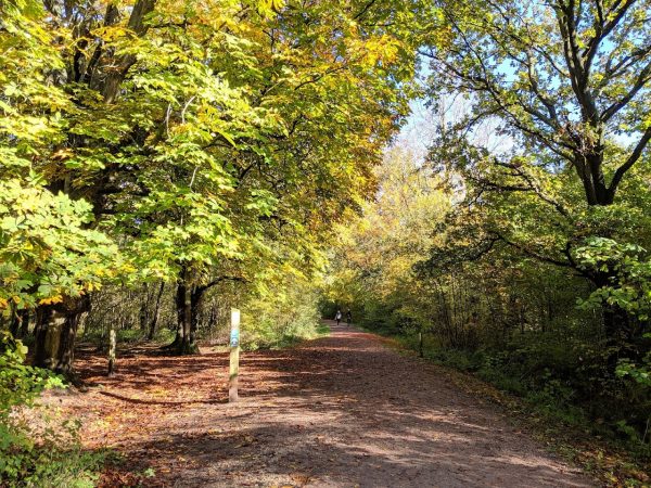 Salcey Forest