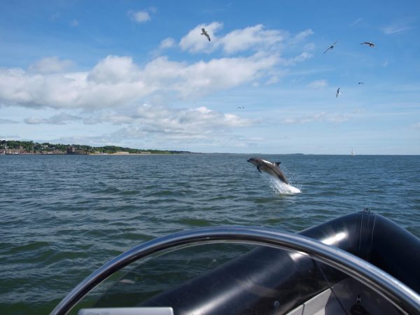 SaltDog Marine