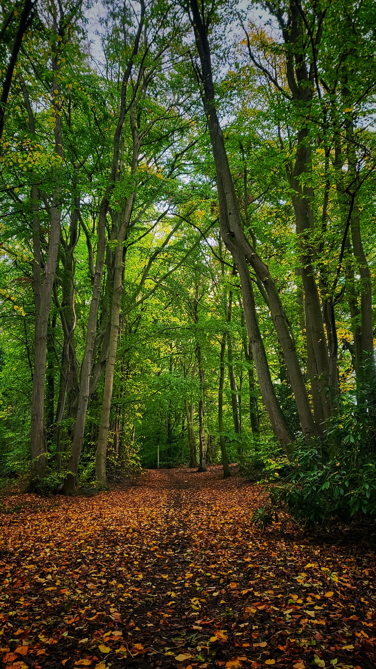 Sandall Beat Wood
