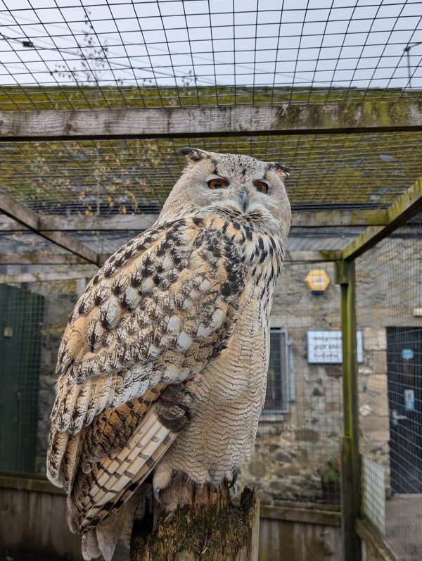 Scottish Owl Centre