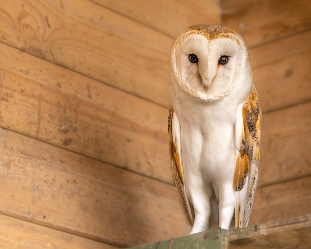 Screech Owl Sanctuary