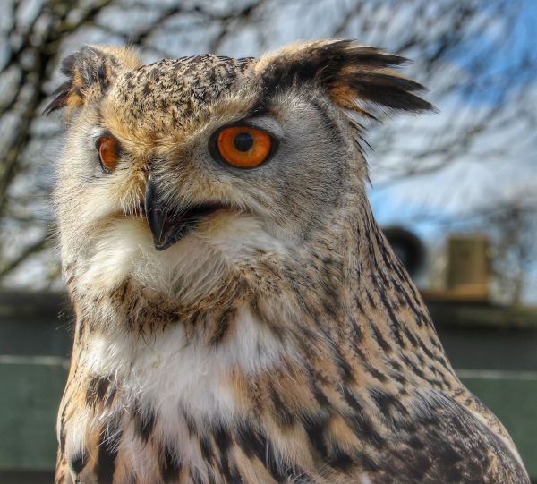 Screech Owl Sanctuary