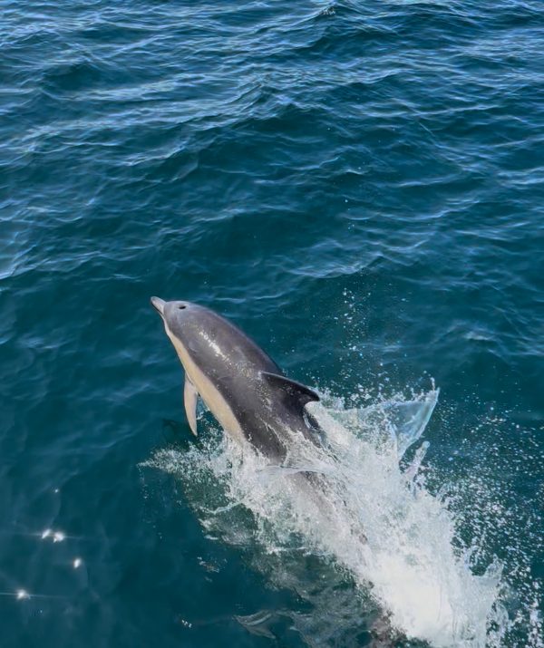 Sea Life Mull
