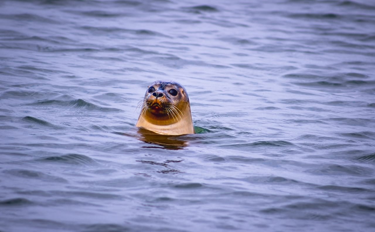 Seal Watching Harwich