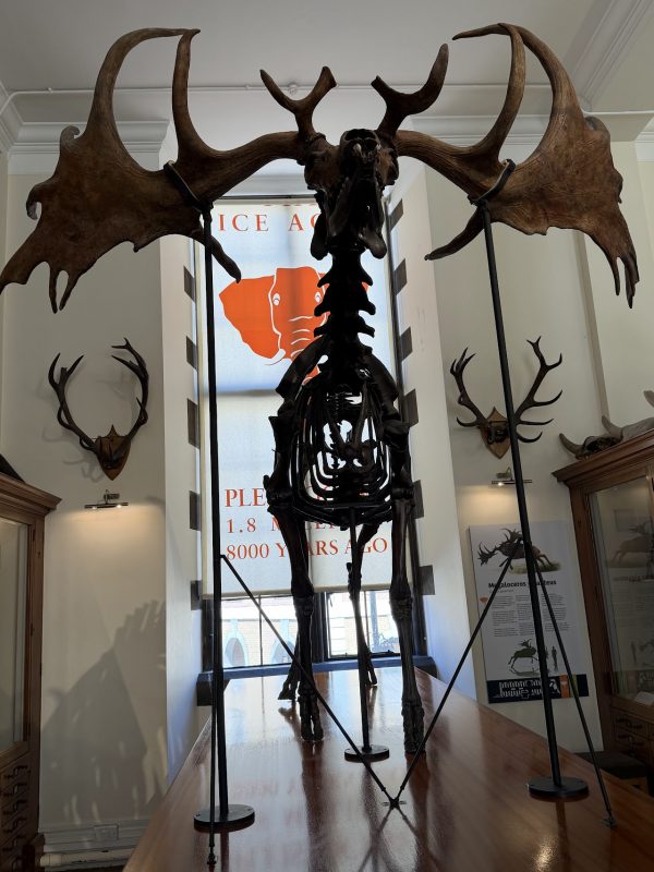 Sedgwick Museum of Earth Sciences