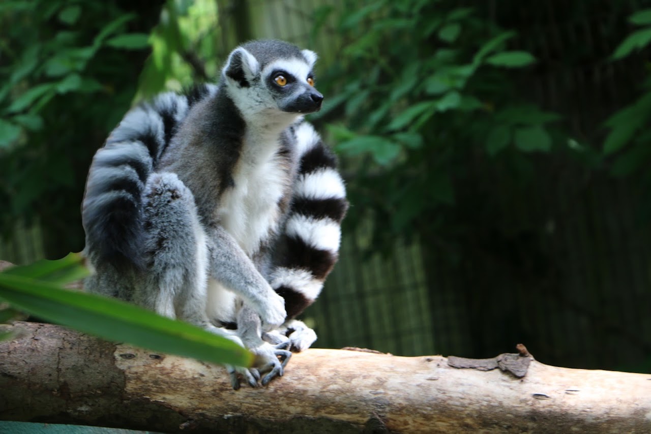 Shaldon Zoo