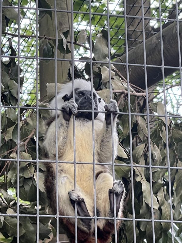 Shaldon Zoo