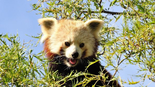 Shepreth Wildlife Park