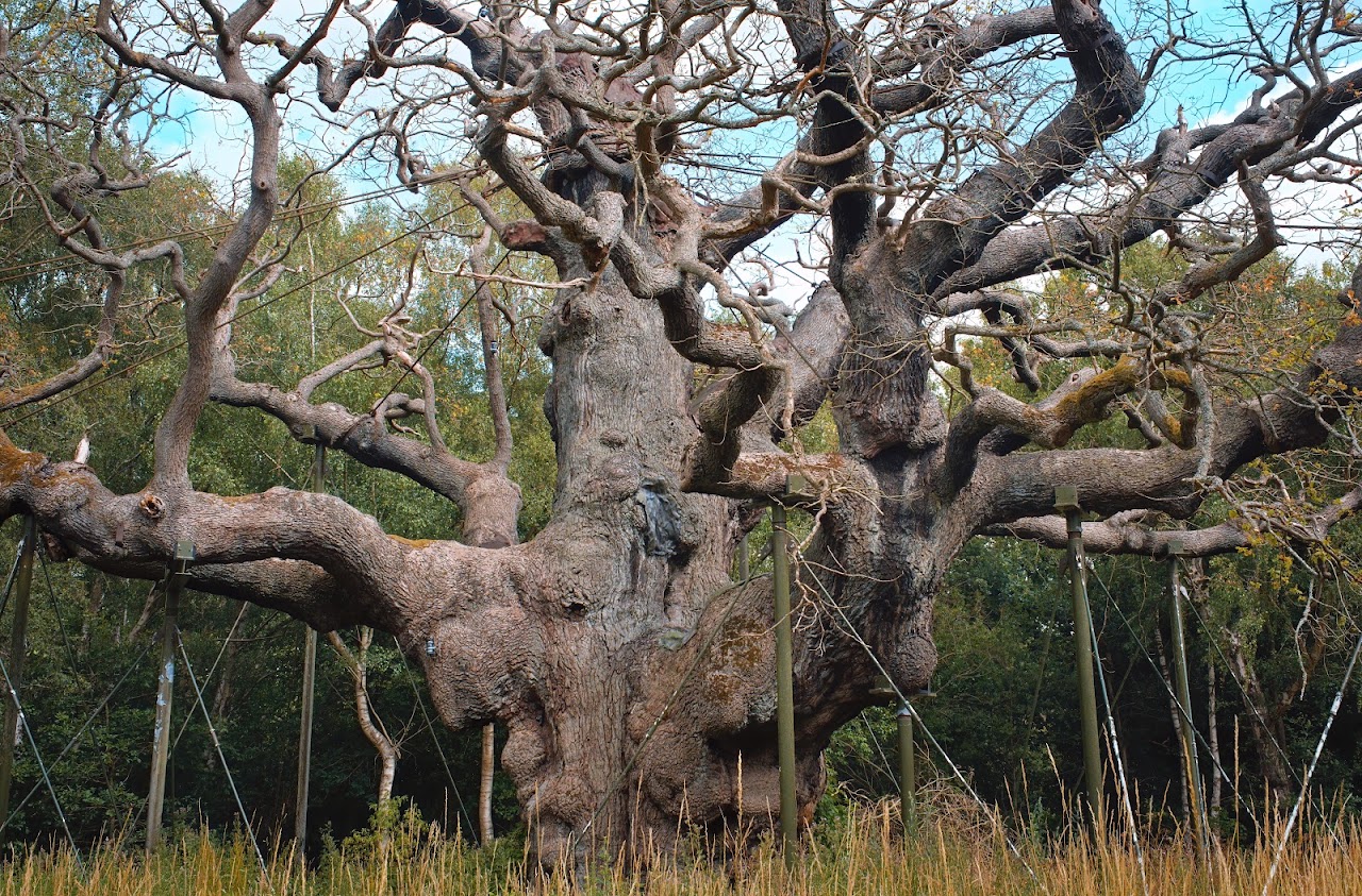 Sherwood Forest Country Park