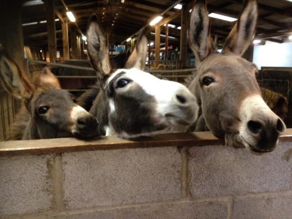 Smithills Open Farm