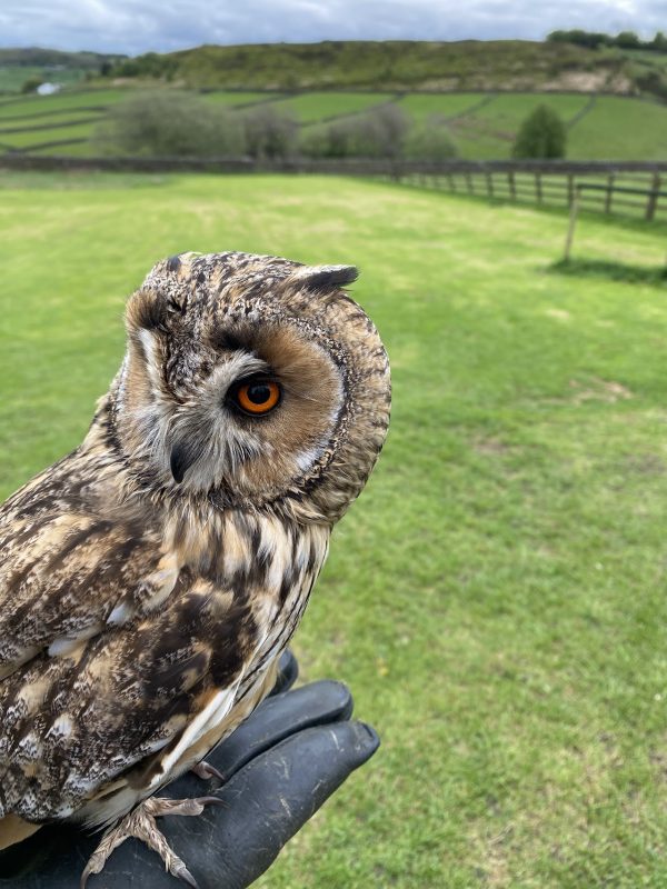 SMJ Falconry