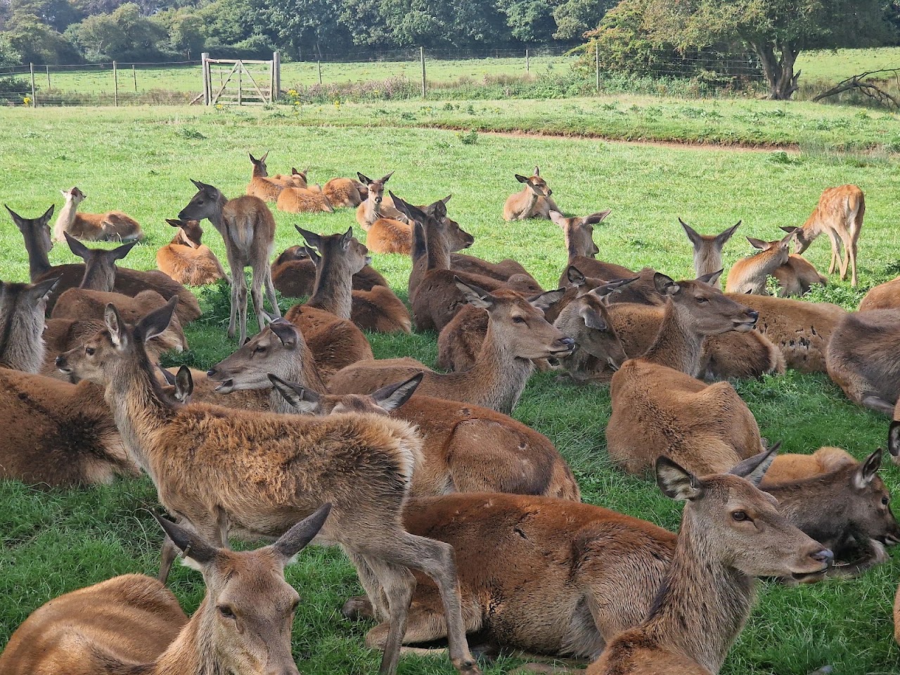 Snettisham Park