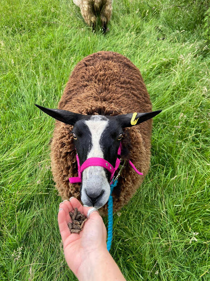Somerset Sheep Trekking
