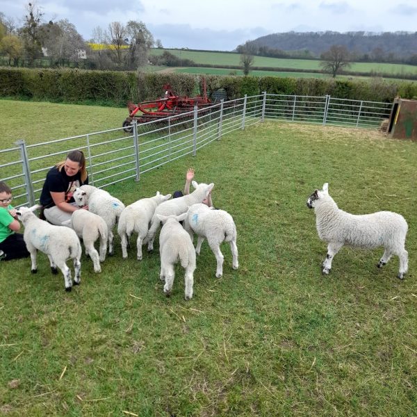 Somerset Sheep Trekking